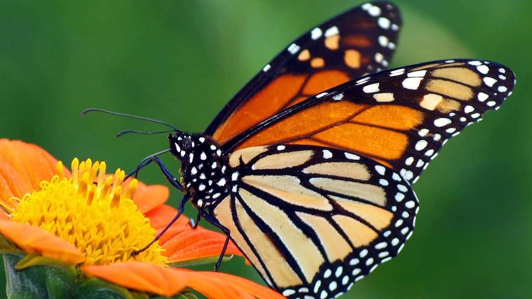 Popular Butterfly Nicknames Ideas